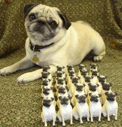 callmekitto:  got-altitude:  puppersofnewyork:  Ready your armies.  never talk to me or my 25 sons ever again  tbh the expression on this pug seems to me more like “please talk to me and my 25 sons if you ever need to. we’re here for you and always
