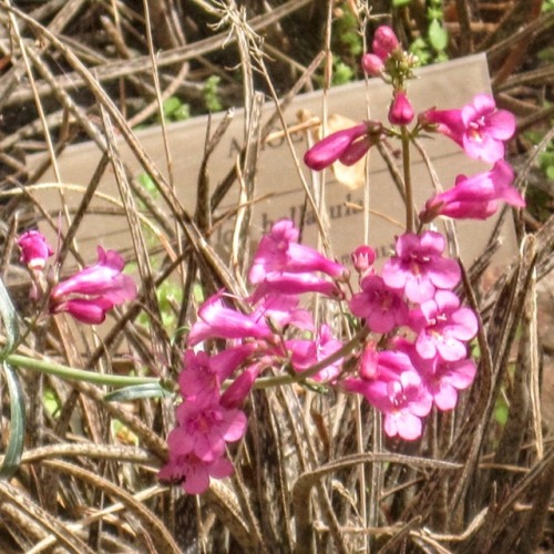 Pink Flower, Arizona Sonora Desert Museum, Tucson, 2014.  As my knowledge of Sonoran biota is woeful