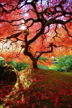 wonderous-world:  Japanese Gardens, Oregon, USA by Judy &amp; Paul