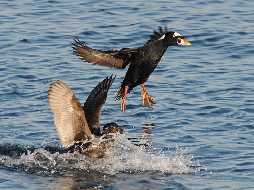 ainawgsd:The surf scoter (Melanitta perspicillata) is a large sea duck native to North America. Adul