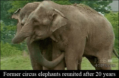 Porn photo thinkveganworld:  Elephant hugs. 