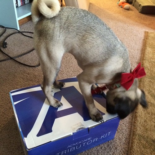 ilovepugs4ever:  Follow Dog Quotes.