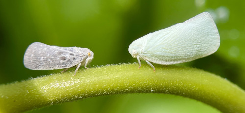 I See At Least One Cool Bug A Day, And Usually Many More, But Its Not Because I Live Anywhere Particularly