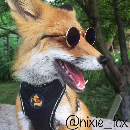 everythingfox:This fox is cooler than us omg I love it X3 Also is it just me or does he look like some character from an animated… thing… like I can’t place it, but I could swear I’ve seen a fictional character that looks just like that,