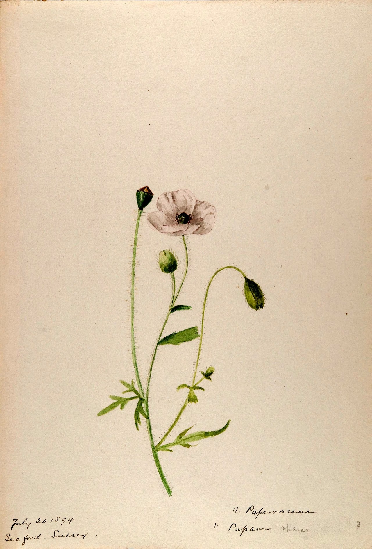 wapiti3:  Water-color sketches of plants of North America and EuropeBy Sharp, Helen.