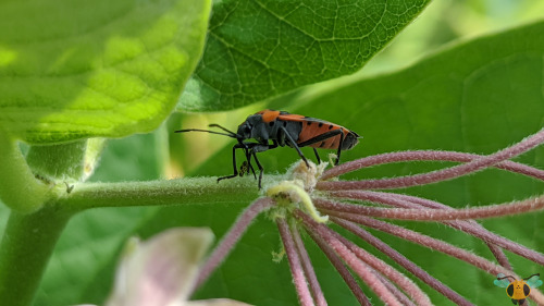 Small Milkweed Bug - Lygaeus kalmiiWith Tuesday’s insect still fresh on our minds (Happy Valentine’s