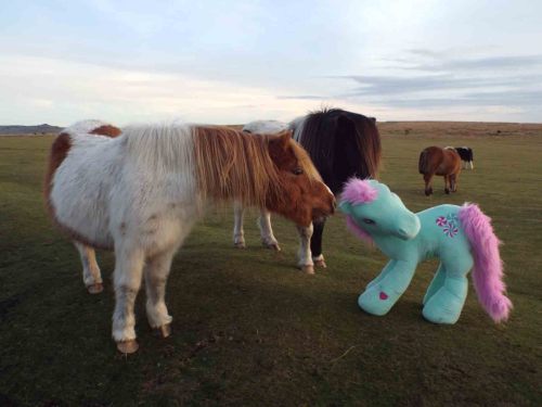 travelling-my-little-pony: Minty meets a few more Dartmoor ponies - and the weather has warmed up&nb