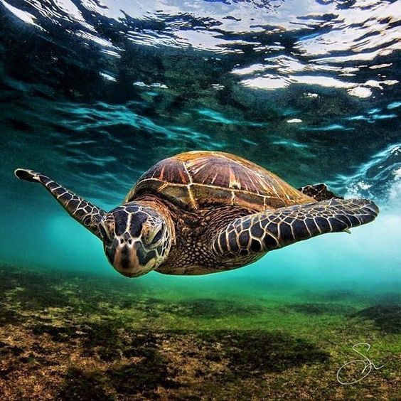 aww-so-pretty:Turtles are life