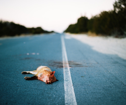 Fox Mourns The Loss Of His Friend Killed By A Passing Car.February 3, 2015 - Island Beach State Park