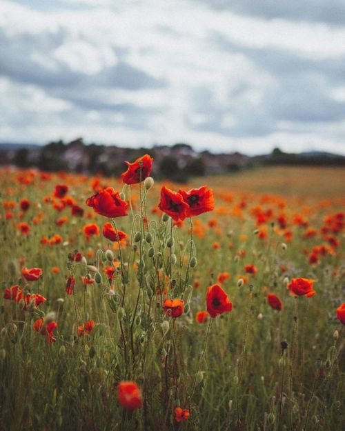 eyeheartfarms:Poppy field