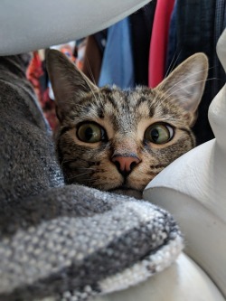 world-of-cats:  Sneaky peeky  Follow Bernard