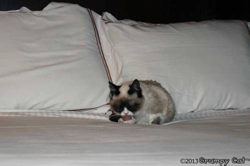 tardthegrumpycat:  The Daily Grump | March 8, 2013