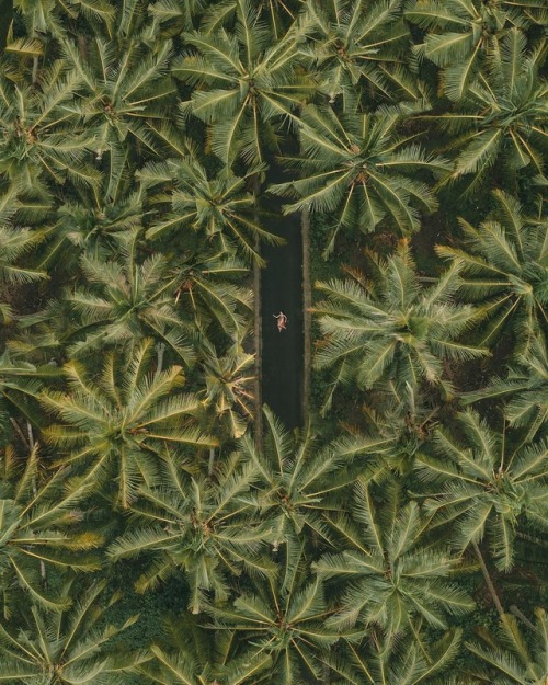 lostinthesea:Lost in the sea   Jungle/tropical blog