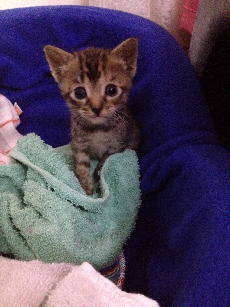 la-weirdheart:  El nuevo integrante❤️ apenitas un mes🍼 pero bien travieso😼