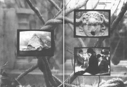 vivipiuomeno1:  Mary Lucier  (b. 1944, Ohio, U.S.A.) - Wilderness, 1986, still images from video installation.