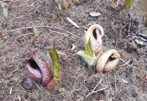 Skunk cabbage at Slippery Rock, 3/31/2022