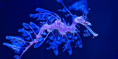 chasingcoyotes:yo sometimes i forget leafy sea dragons exist and just i share a planet