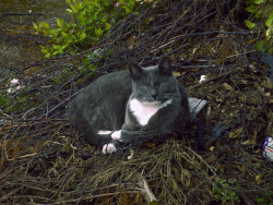 scavengedluxury:  A side quest? For me?  Wasteland cat, Loughborough. May 2017. 