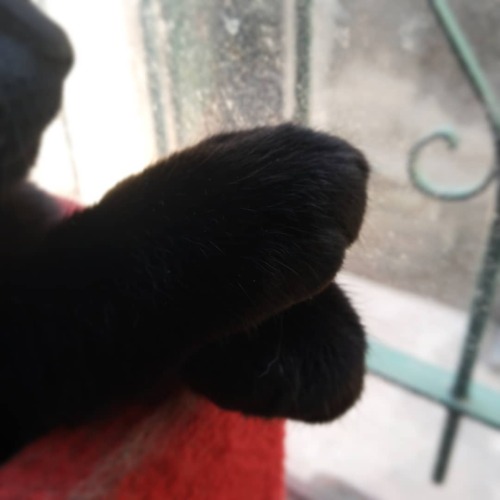 Patitas cruzadas#Chimuela #cat #blackcat (en Villa de Mayo)https://www.instagram.com/p/CHIpHuDBn5y/