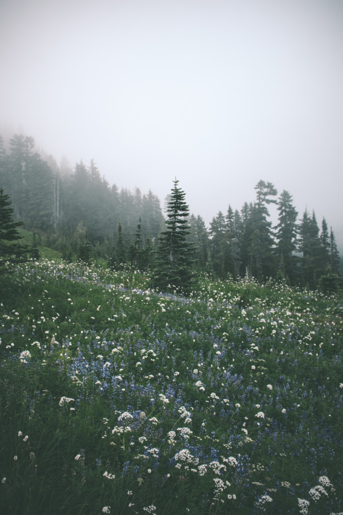 hippie-tranquility:hannahkemp:Wildflowers//Mount Rainier National Park August 2016 