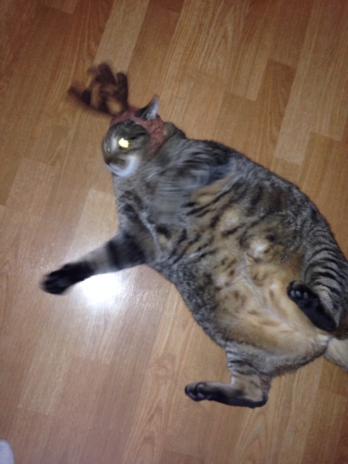 catsbeaversandducks:10 Amazing Reindeer Cats Full Of Joy And Christmas Spirit“I hate you on so many 