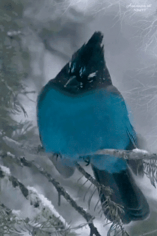 tumblr_n179ugbbxt1rm3eb4o1_400.gifv