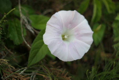 Calystegia sepium — hedge bindweed