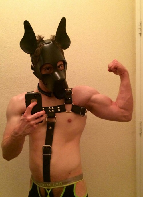 domtopdog:  theblupup:  Introducing Pup Arc! He recently got a harness and wanted to show it off to the world ;P  Hot pup!