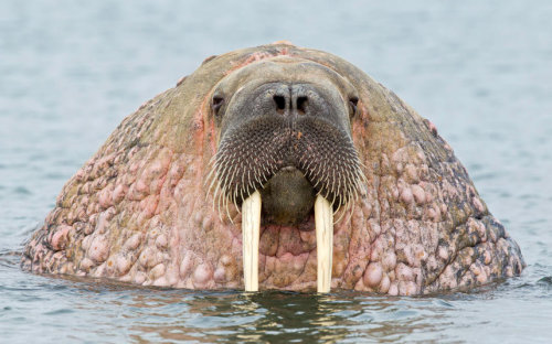 “A walrus wallows in shallow water off the coast of Svalbard in the Arctic
”
Picture: Franco Banfi/Solent News (via Animal pictures of the week: 26 June 2015 - Telegraph)