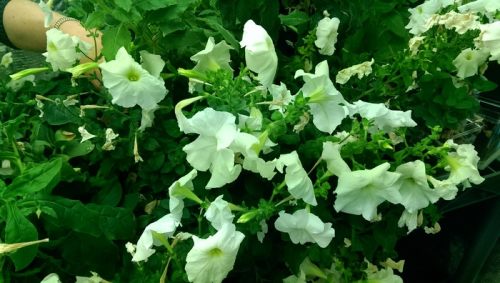 Petunia growing in our greenhouse