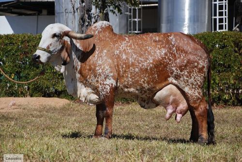 ainawgsd:Wild type vs Domestic mutations-Cattle (dairy breeds)The aurochs (Bos primigenius), is an e