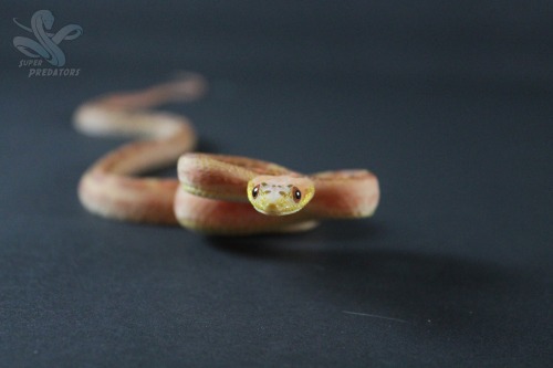 superpredatorsexoticreptiles:  Bacon: Scaleless adult photos