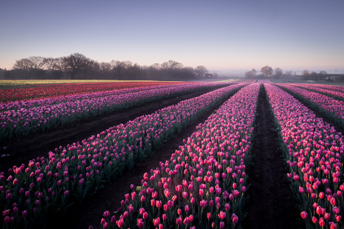 enchanting-landscapes - Bloomers by Lee Acaster