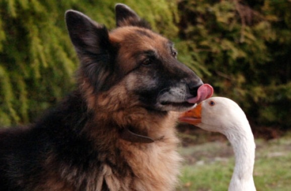 pragtastic:  dogjournal:  GOOSE HELPS DOG WITH BEHAVIORAL ISSUES - &ldquo;The
