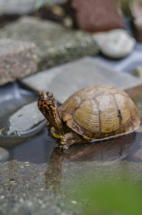 3 Toed Box Turtle