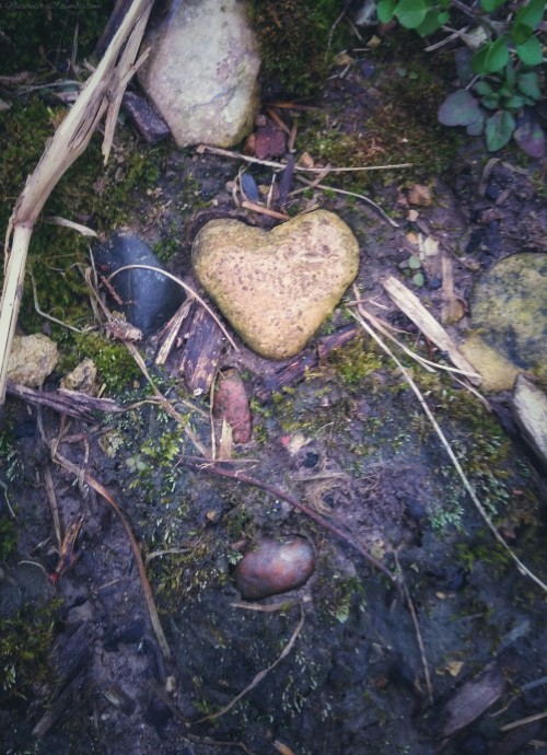 naturelvr-69: Nature hearts are special and so are you! Thank you for following me but not in the cr