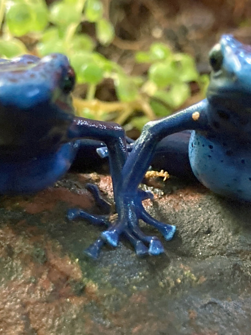 poisonarium:please look at my frogs, they are in love and holding hands