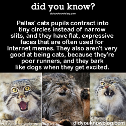 did-you-kno:  They’re so fluffy and feisty.Source