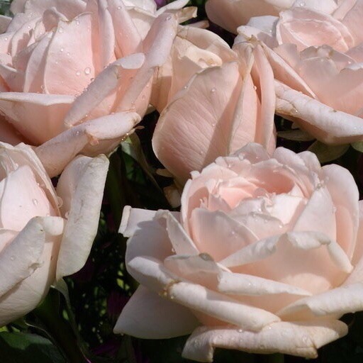 diortiara:  Roses et la Vue.