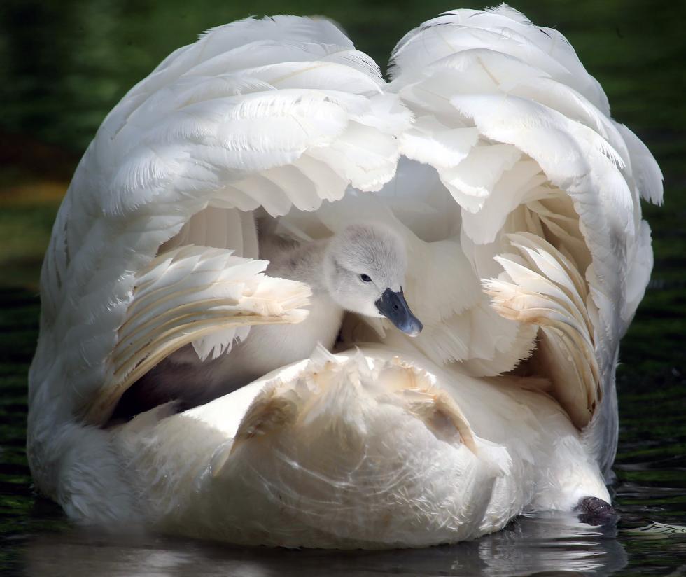 Mother swan and babies