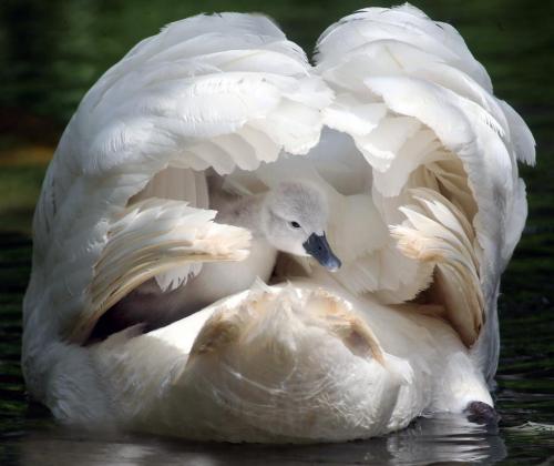 cute-overload: Mother and baby, mute swans at Abbotsbury Swannery in the UKcute-overload.tumb