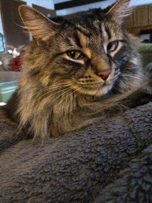 drunkencatladies:Porter stars in “Facial Expressions of a Maine Coon”