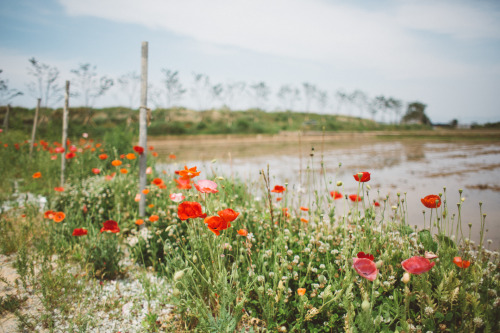 great scarlet poppy