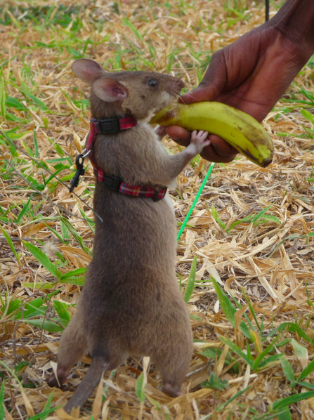 dr-archeville:  ayellowbirds:  amroyounes:  African HeroRats detect landmines. Using positive reinforcement behavior that is respectful of the animals, African pouched rats are taught to identify the explosives, receiving treats for their efforts. After