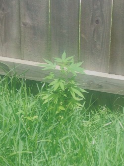 freaky-me-freaky-you:  Go into the back yard only to find that my moms been growing this 