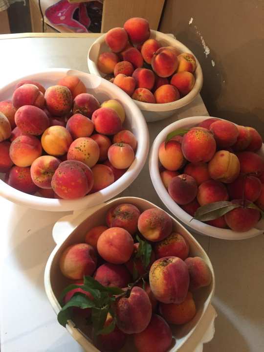 kzaketchum:  ugh-yuck-gross:  kzaketchum:  ugh-yuck-gross:  kzaketchum:  ugh-yuck-gross:  kzaketchum:  My peaches are done!!! I’ve tasted one and it’s soooooooooooooooooooooooooooooooooooooooooooo juicy!  😭 I wish I could get that many peaches.