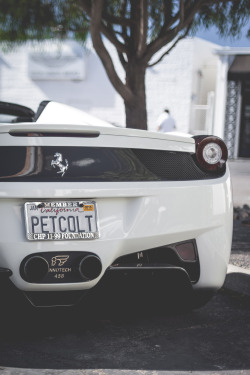 thephotoglife:  PetColt. 