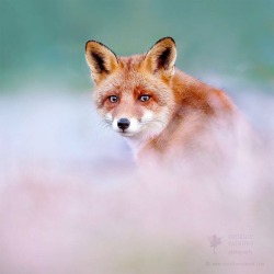 everythingfox:  Mildly concerned fox