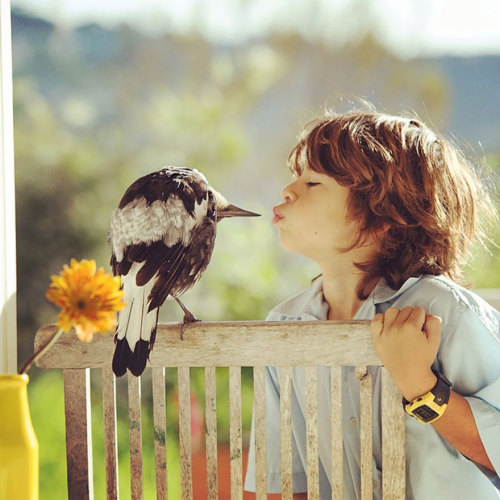 cottoncandybeast:temporaryinsanityman:boredpanda:Rescued Magpie Becomes Lifelong Friend With The Fam