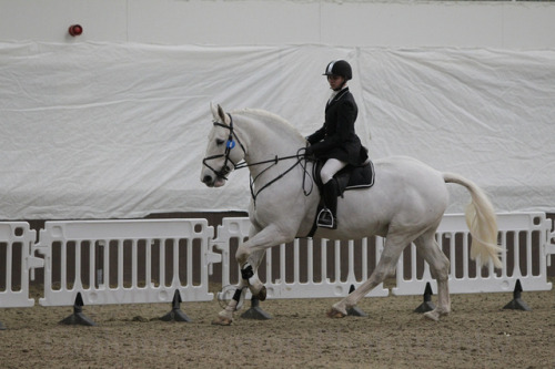 all-the-horses:Balinmore Irish Rebel Rebelara x Irish Charm Irish Draught, Stallion 16.2hh Born 20